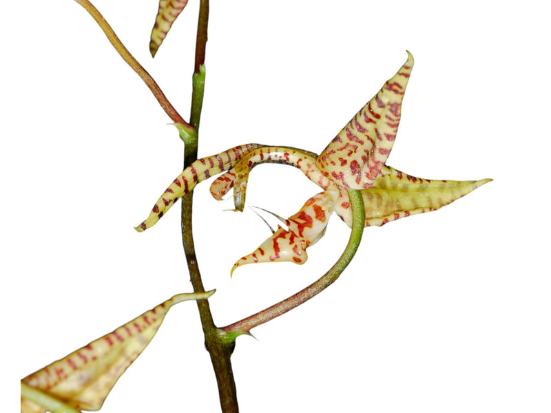 Gongora bufonia