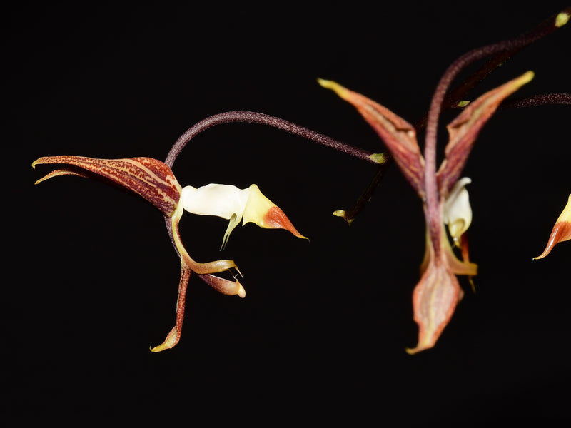 Gongora superflua x self