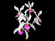 Holcoglossum kimballianum