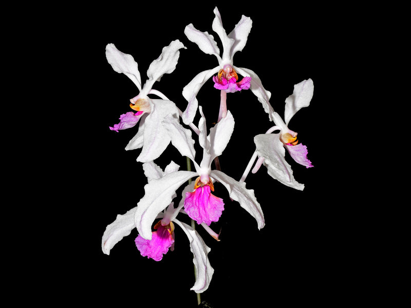 Holcoglossum kimballianum