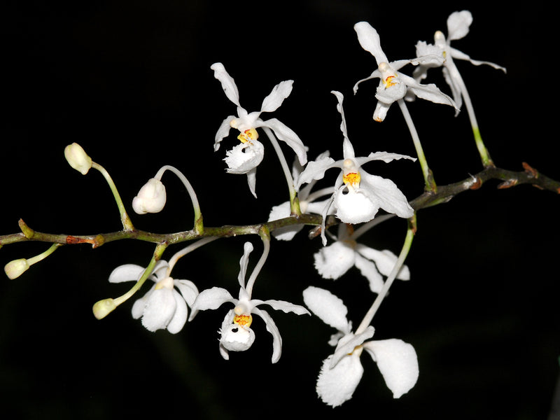 Holcoglossum subulifolium