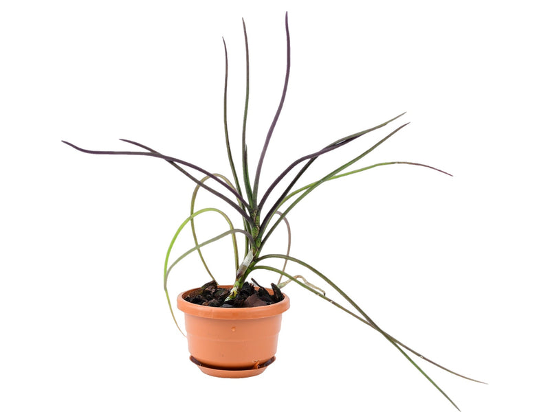 Holcoglossum subulifolium