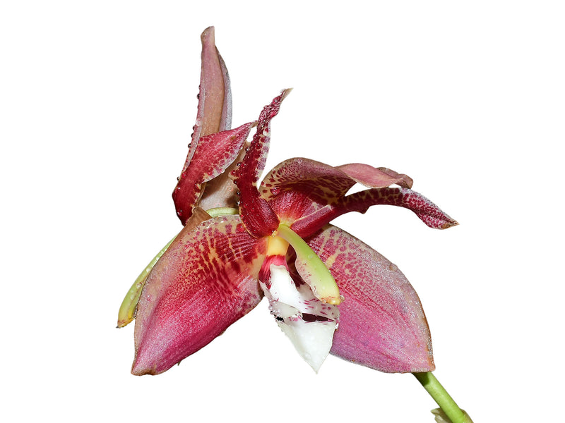 Houhopea Wayne Riggs
