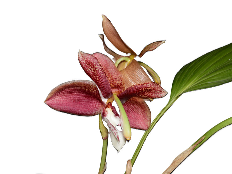 Houhopea Wayne Riggs