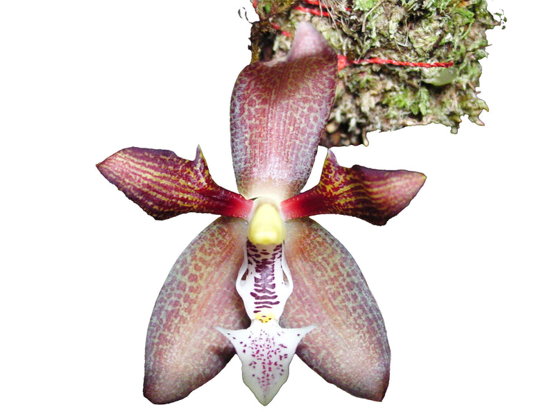 Houlletia tigrina