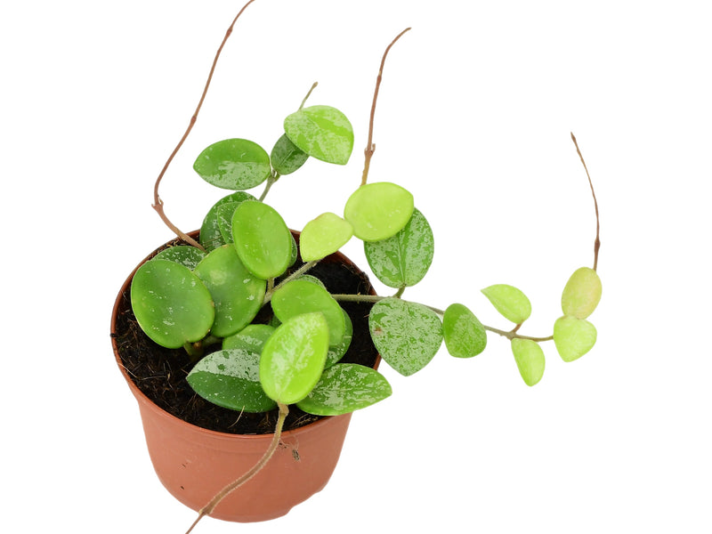 Hoya ‘Chouke’