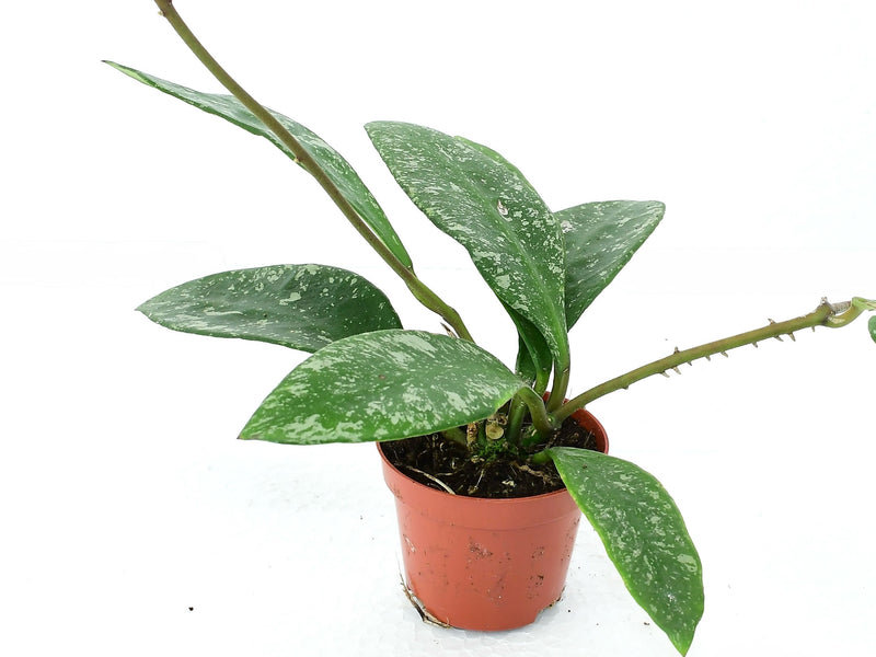 Hoya Mathilde Splash