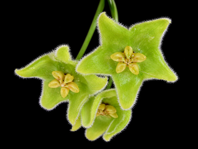 Hoya chlorantha