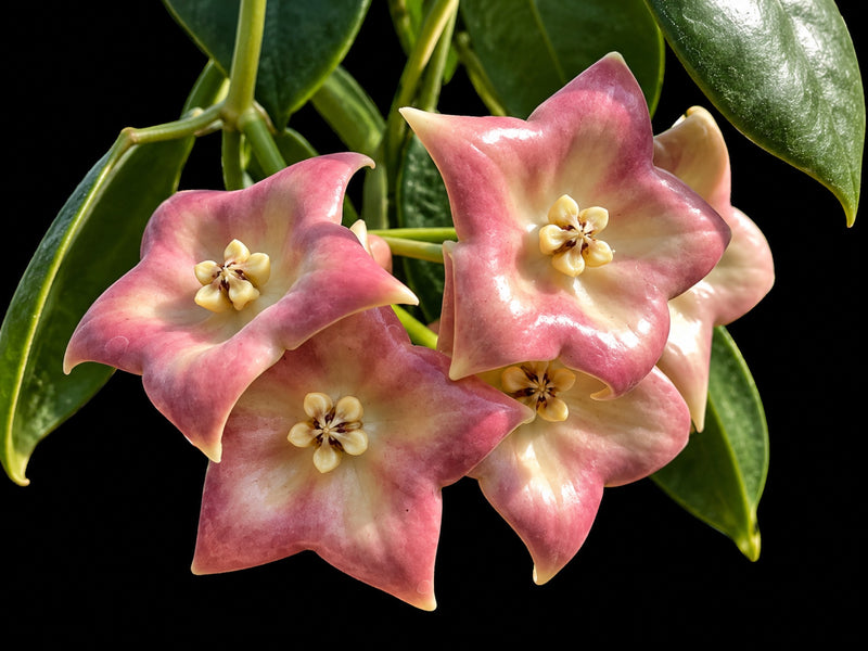 Hoya cv. monette