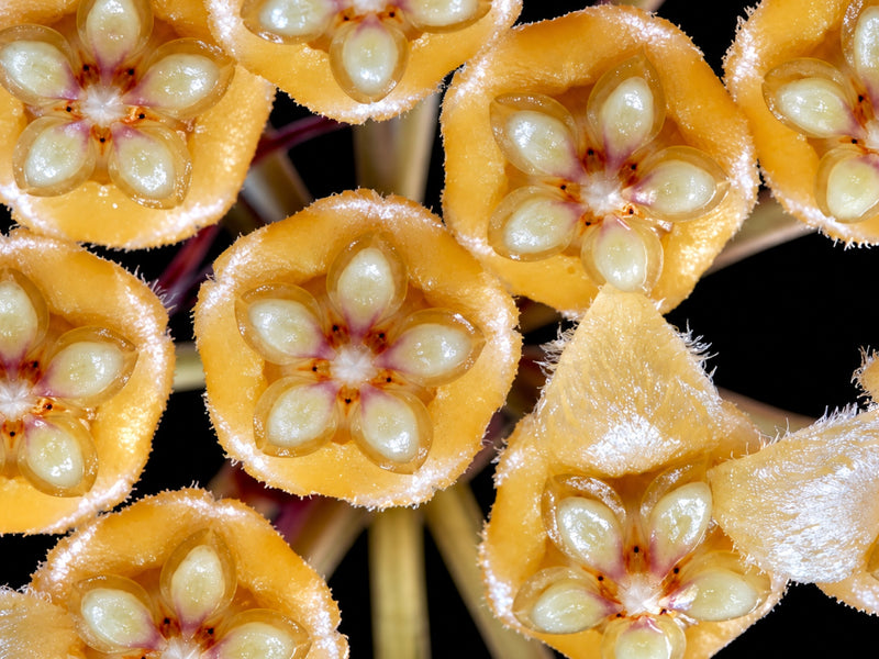 Hoya gigantanganensis