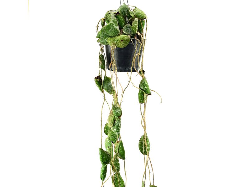 Hoya imbricata
