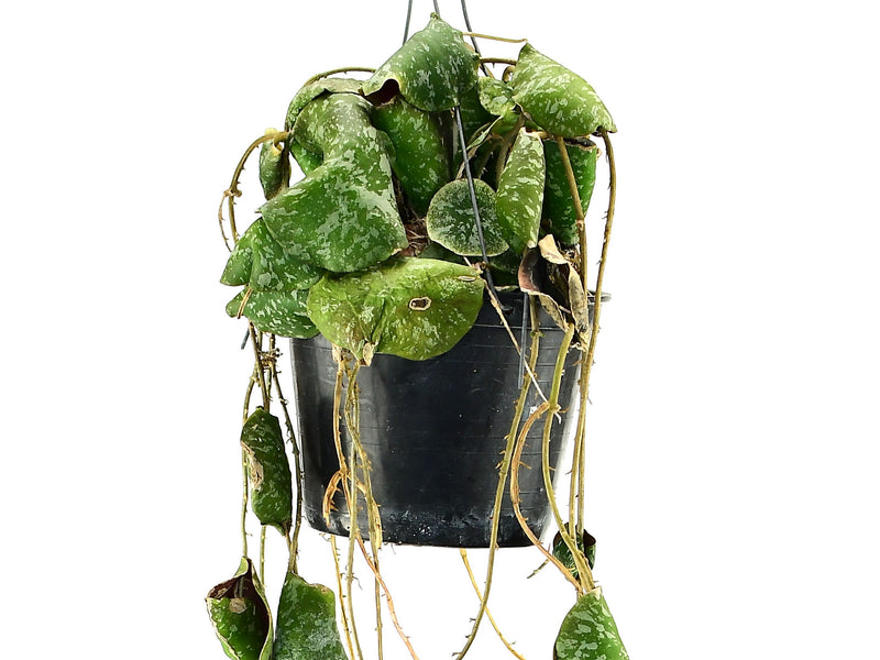 Hoya imbricata