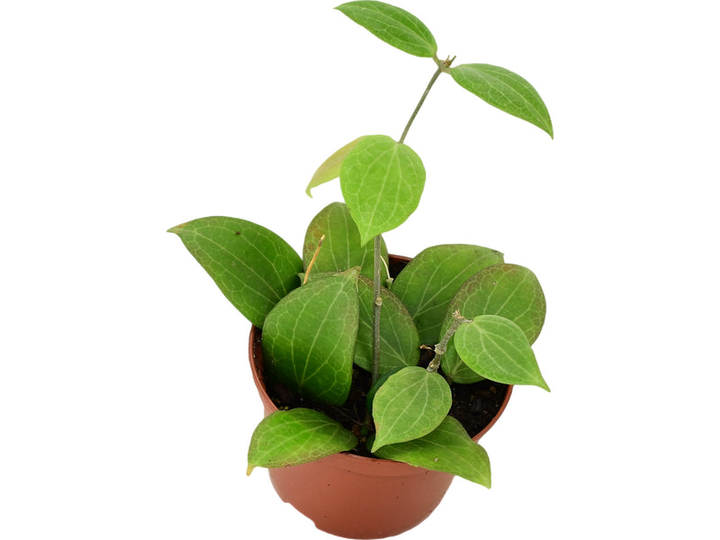 Hoya fitchii