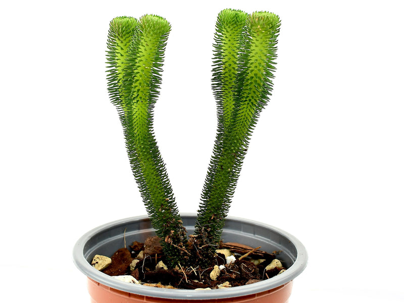 Huperzia urbanii