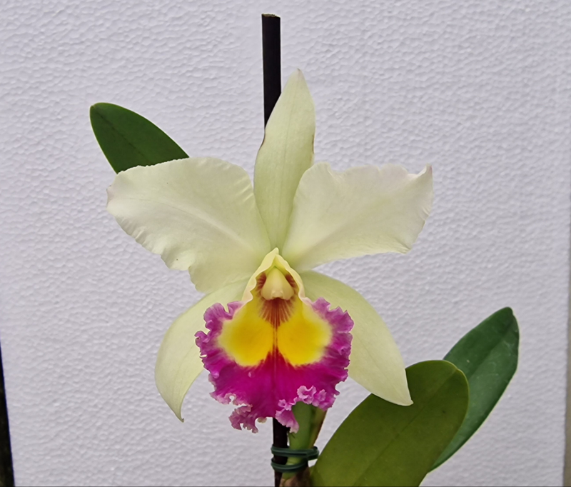 Cattleya n.r. (Angel song x Husky Boy)