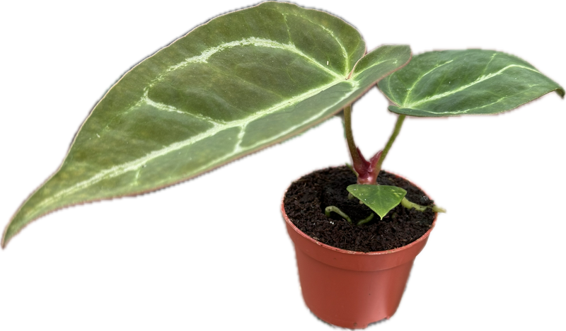 Anthurium crystallinum XS (5,5 cm Topf)