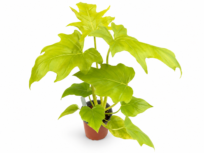 Philodendron selloum 'Golden' 