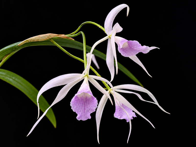 Brassocattleya Ivan Portilla 'Pink Lip'