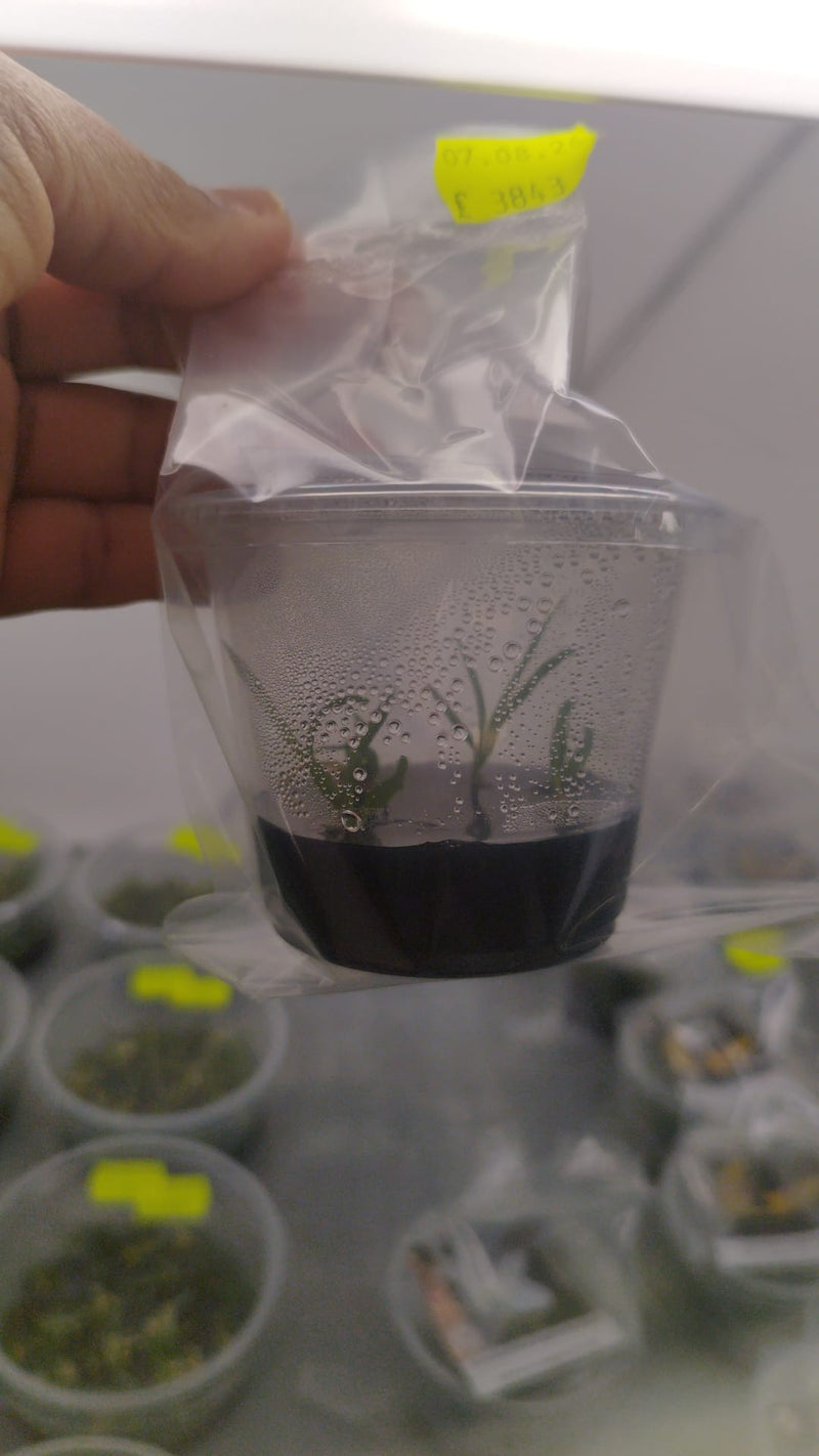 Ceratochilus biglandulosus OP in vitro
