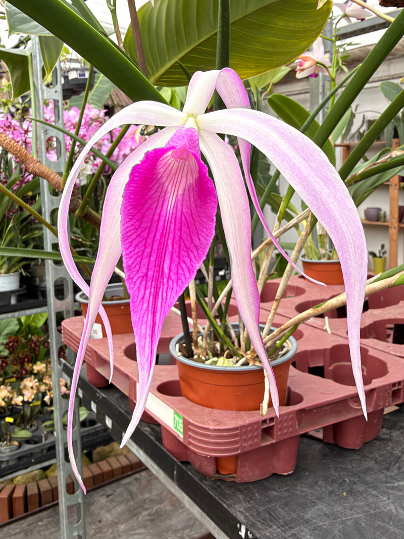 Brassocattleya Ivan Portilla 'Camila'