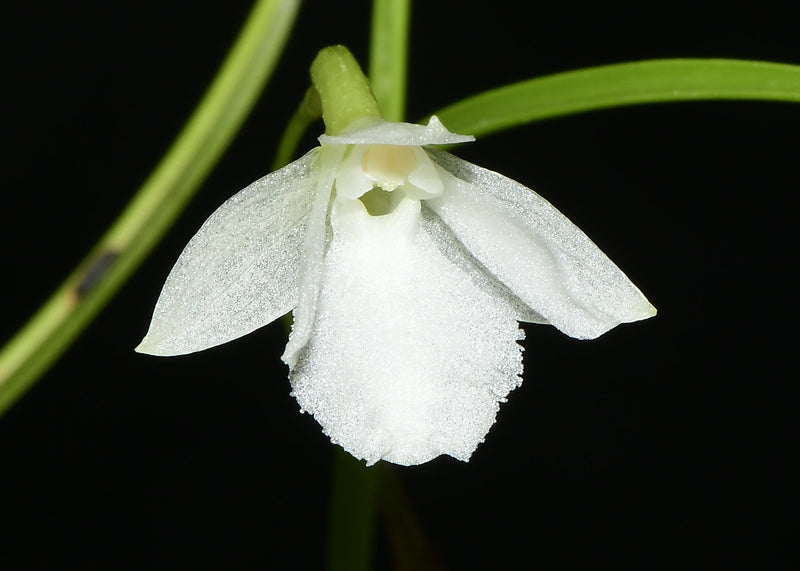 Isabelia pulchella 'Ruth' (5 cm Topf)