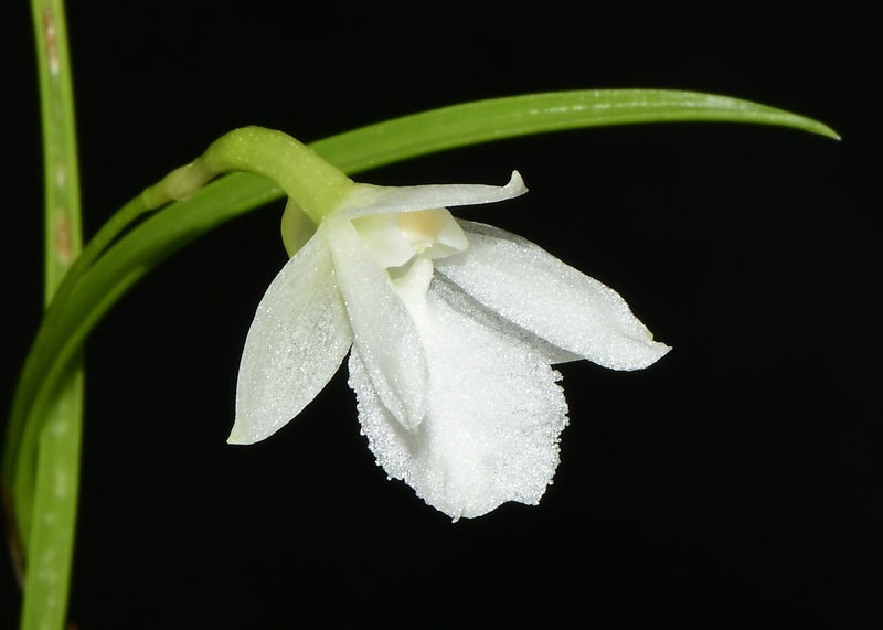 Isabelia pulchella 'Ruth' (5 cm Topf)