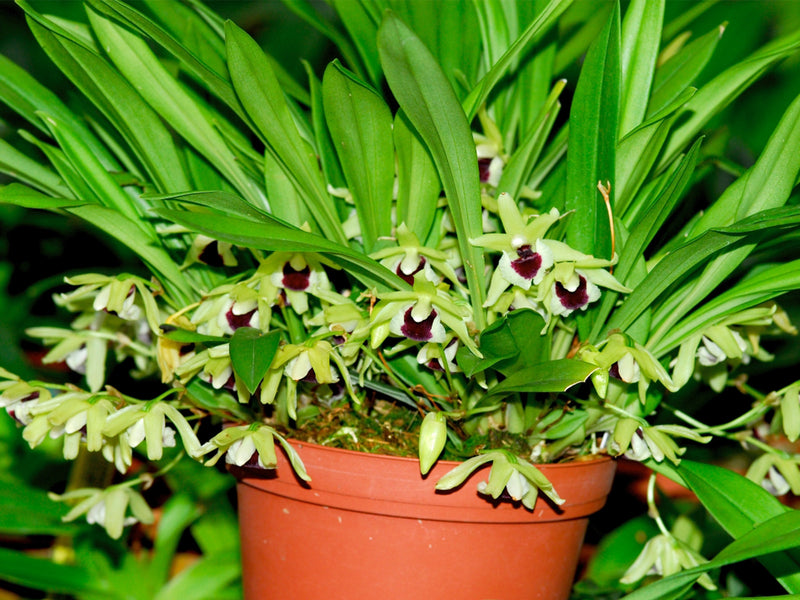 Kefersteinia pulchella