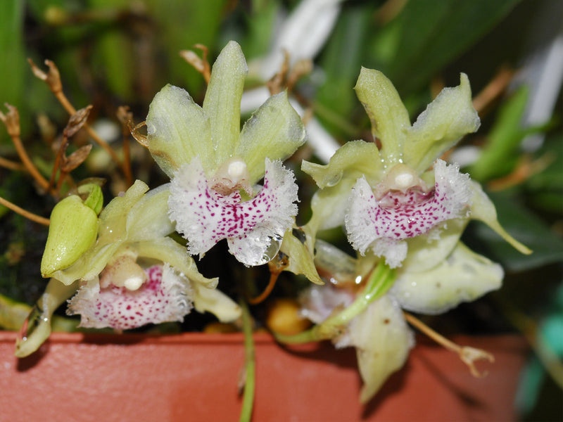 Kefersteinia sanguinolenta