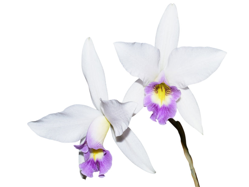 Laelia anceps var veitchiana (5 cm Topf)