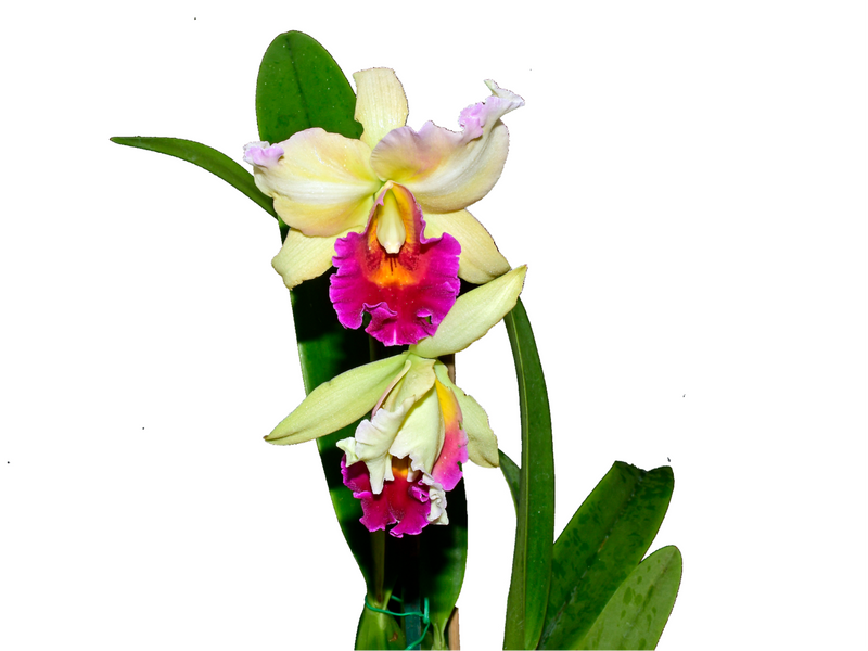 Laelia anceps lineolata x Potinara Caesar's Head 'carolina Autumn'