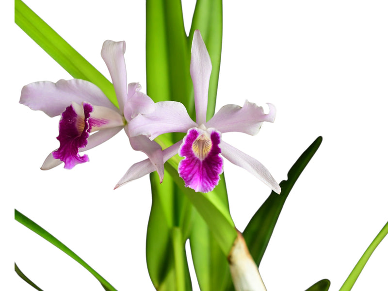 Laelia purpurata (Ecuagenera x vinicolor Inti)
