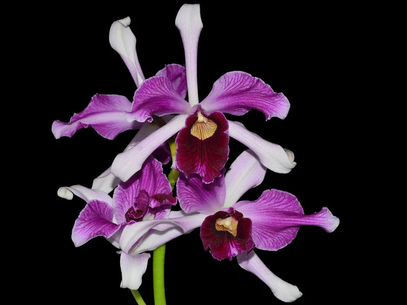 Laelia purpurata var. atroviolacea OP in vitro
