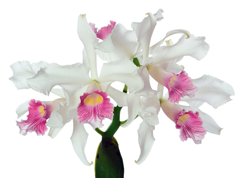 Laelia purpurata var.carnea OP in vitro