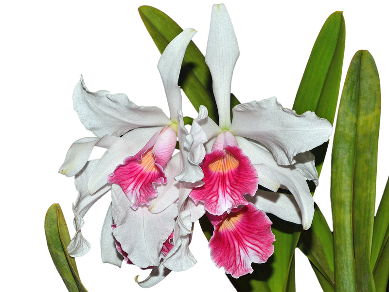 Laelia purpurata var.carnea OP in vitro