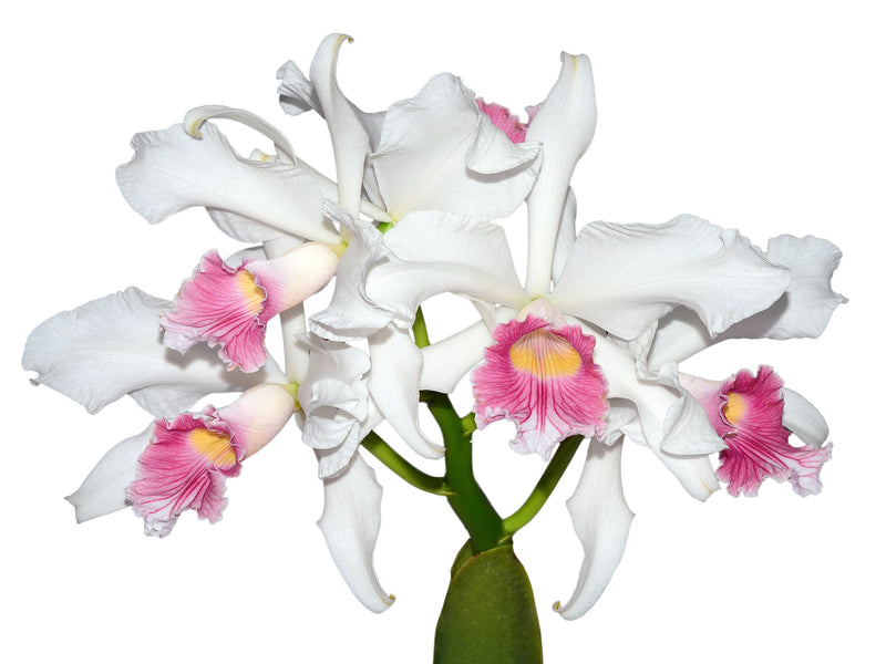 Laelia purpurata var.carnea OP in vitro