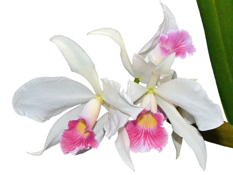 Laelia purpurata var.carnea OP in vitro