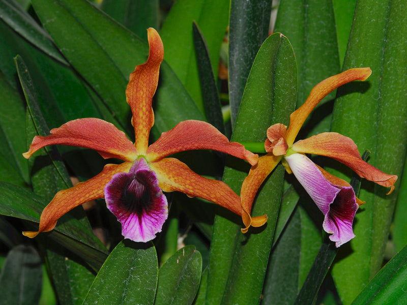 Laelia tenebrosa