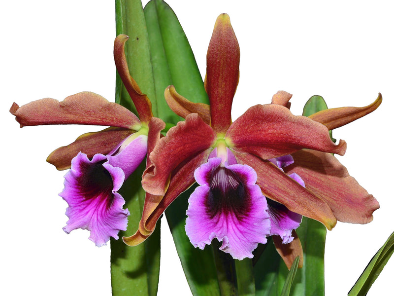 Laelia tenebrosa