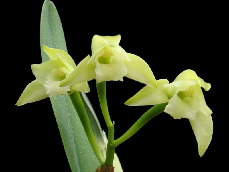 Laelia virens OP in vitro