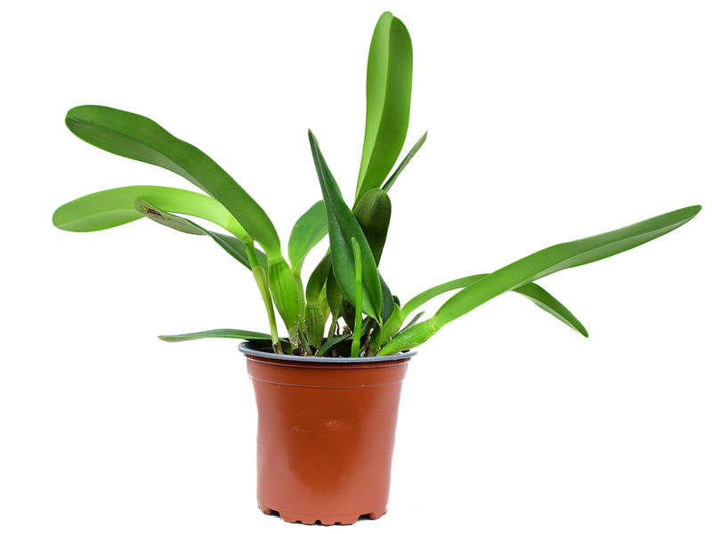 Laelia purpurata (Ecuagenera x vinicolor Inti)