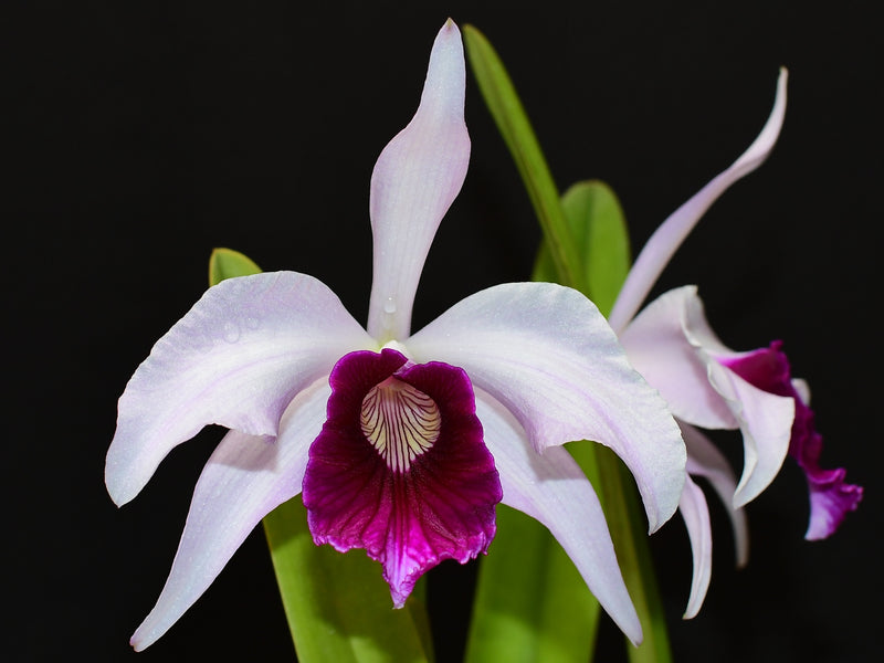 Laelia purpurata 'var. russeliana x var. rosea- concolor'