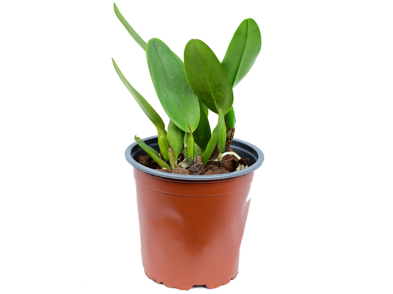 Laelia tenebrosa x Ecuagenera