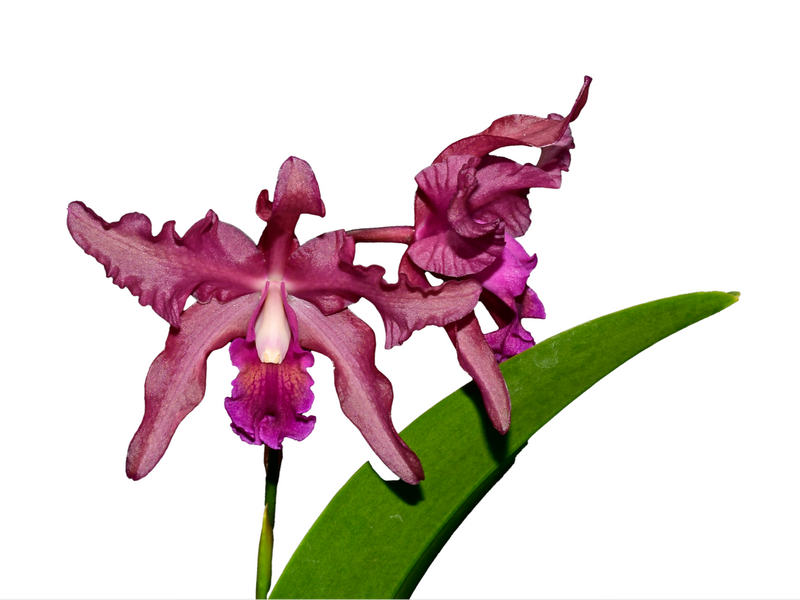 Laeliocattleya Margaret Ackerley