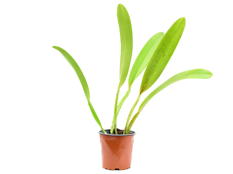 Laeliocattleya Angel Love