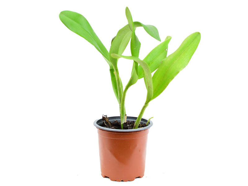 Laeliocattleya Orange Crush