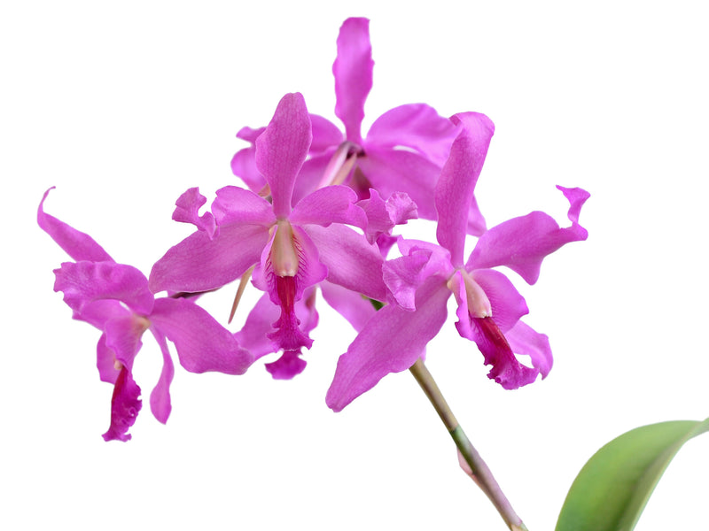 Laeliocattleya Daya L. Portilla