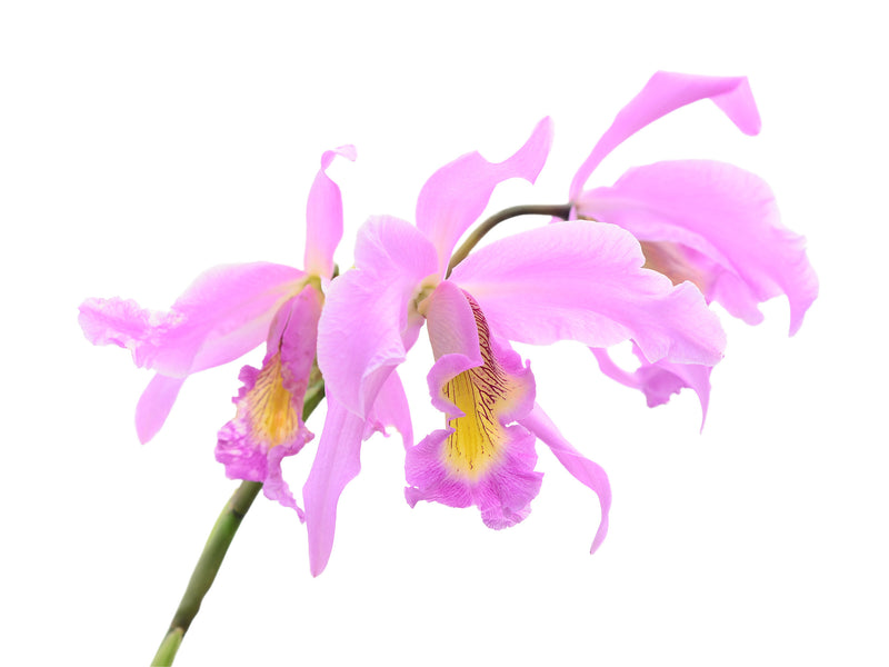 Laeliocattleya Denisii