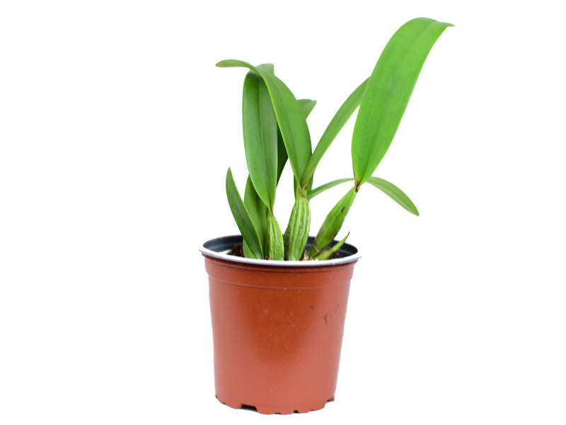 Laeliocattleya Denisii