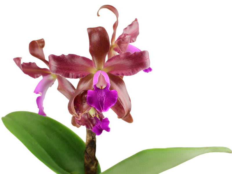 Laeliocattleya Eduardo Andrade