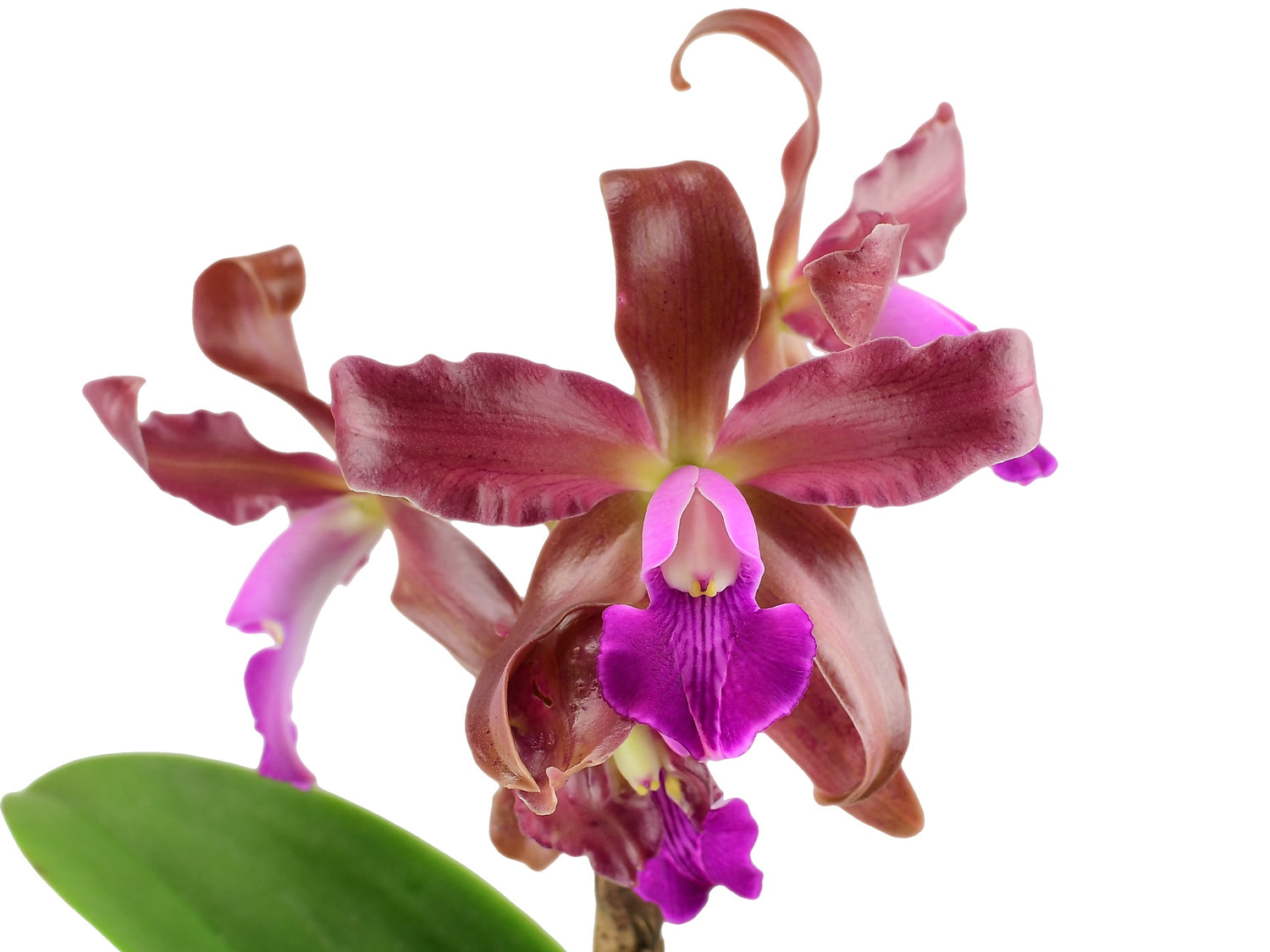 Bei Ecuagenera Europe